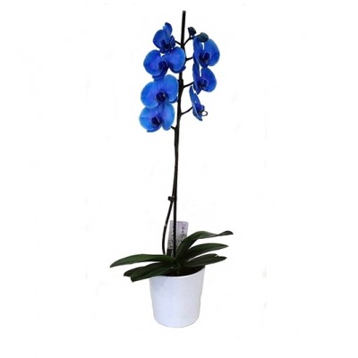 Planta de orquídea azul mas macetero