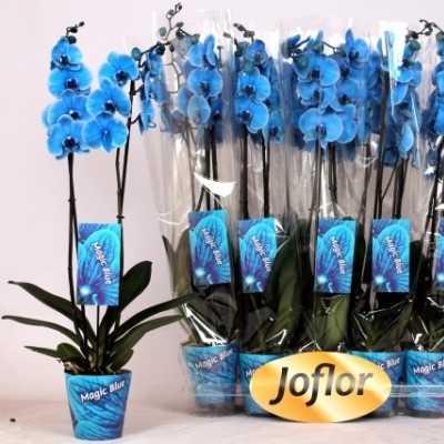 PLANTA DE ORQUIDEA TEÑIDA 